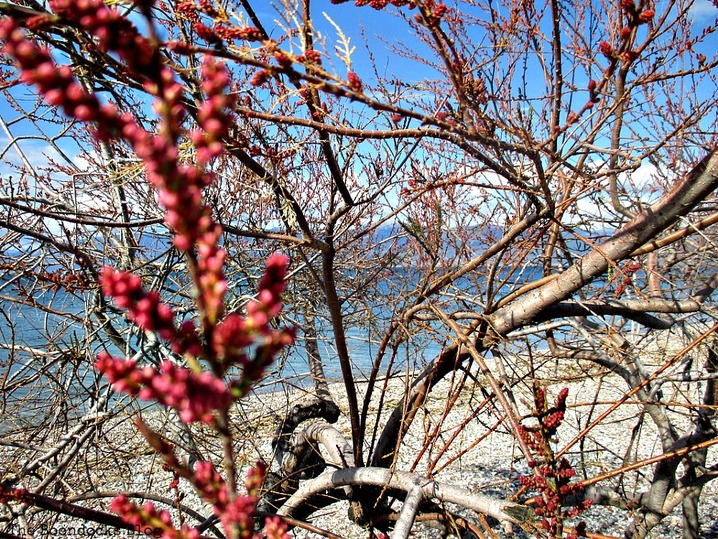 detail of tree with red buds, Windy March - www.theboondocksblog.com