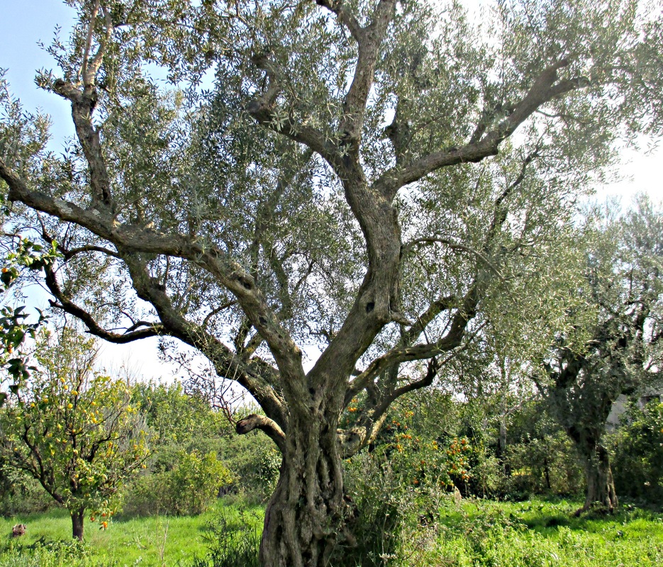 olive trees, Six Month Blogoversary www.theboondocksblog.com