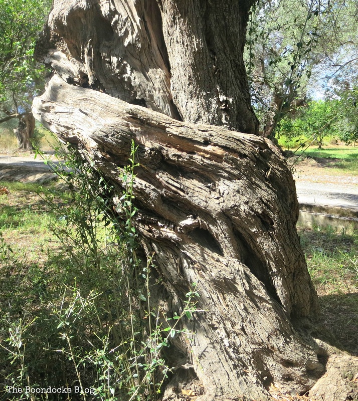 Olive Trees photo essay -The Tenacious Olive Trees The Boondocks Blog