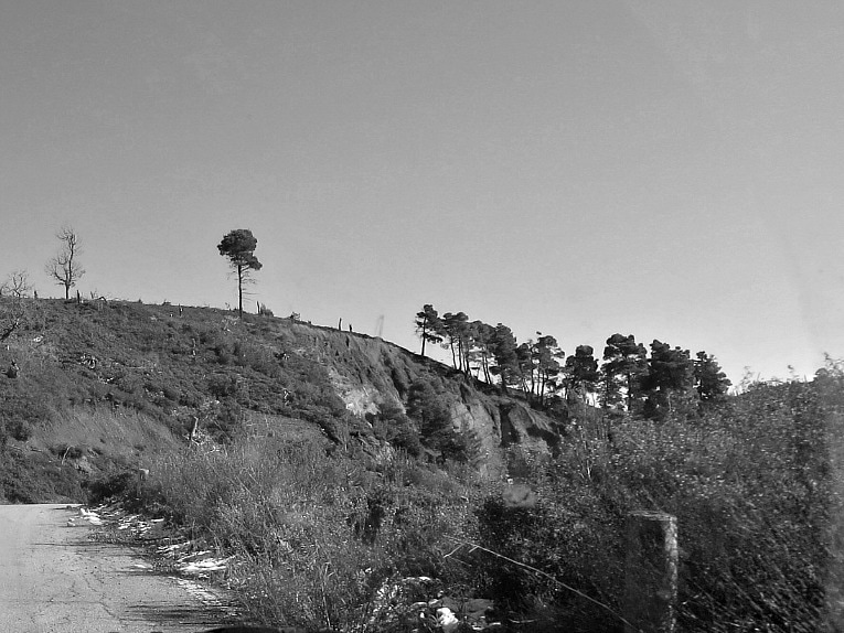 a lone tree blowing on top of the hill, Facebook Photos February www.theboondocksblog.com