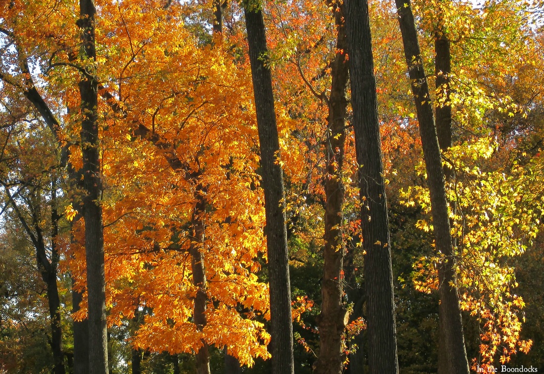 tree trunks, My Obligatory Post in Praise of Autumn www.theboondocksblog.com