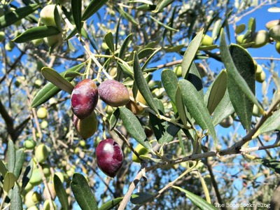 Olives on the trees