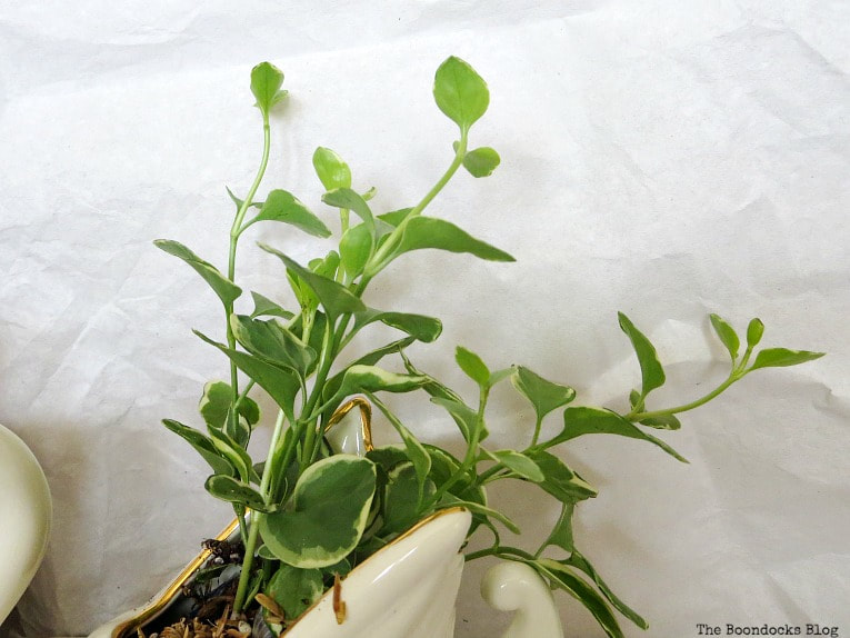 Vine planted in ceramic swan, How to Re-Purpose Household Items as Planters, theboondocksblog