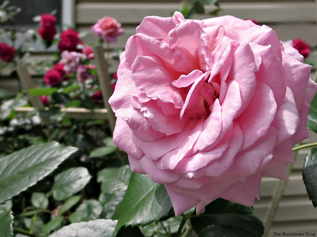 Pink Rose, 12 Varieties of Stunning Flowers in my Neighborhood www.theboondocksblog.com