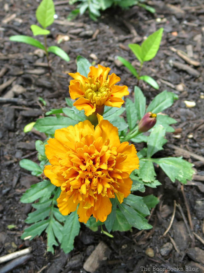 Marigold, 12 Varieties of Stunning Flowers in my Neighborhood www.theboondocksblog.com
