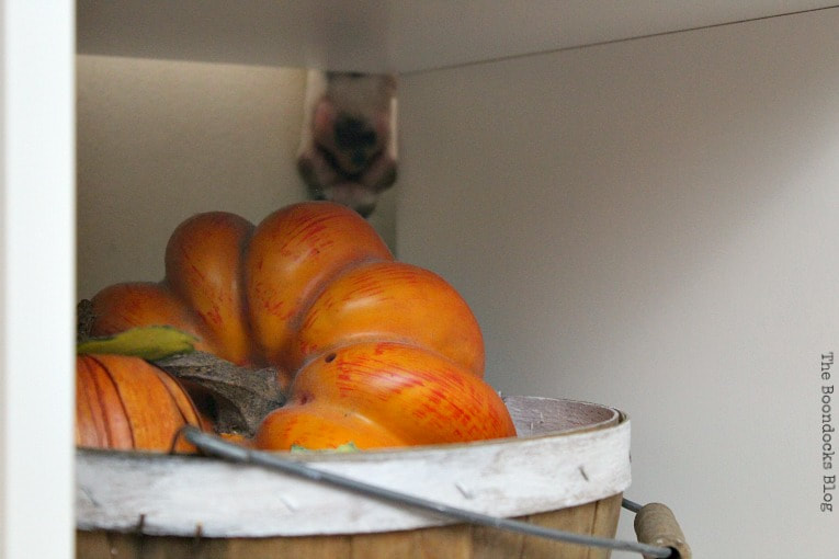 Close up of basket with pumpkin and a dog's paw.