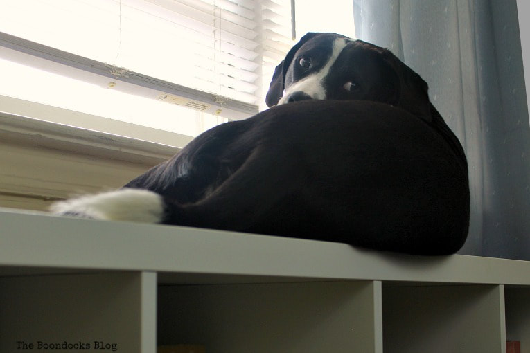A dog sitting on top of an Ikea Kallax shelf. 