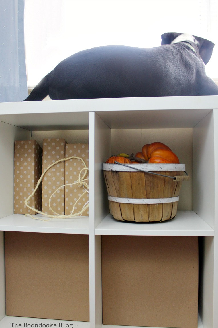 Kallax storage bin holding basket and boxes with dog perched on top.