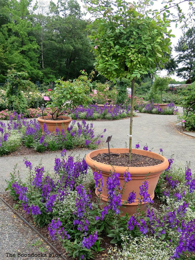 Potted plants, The Peggy Rockefeller Rose Garden: one of the best in the world www.theboondocksblog.com