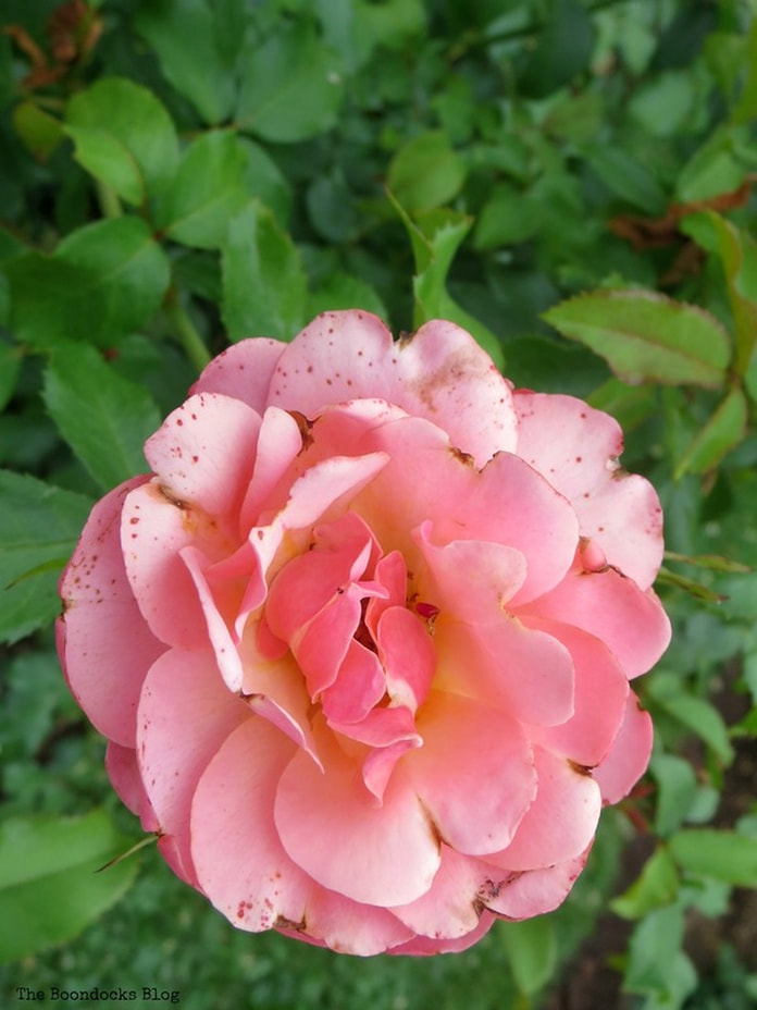 Soft pink and yellow rose, The Peggy Rockefeller Rose Garden: one of the best in the world www.theboondocksblog.com