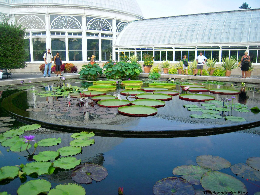 The pond in the courtyard of the conservatory, A Visit to the Remarkable Enid A. Haupt Conservatory www.theboondocksblog.com
