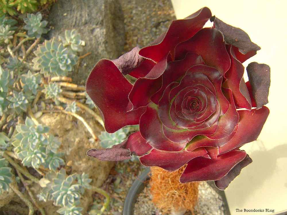 red desert flower, A Visit to the Remarkable Enid A. Haupt Conservatory www.theboondocksblog.com