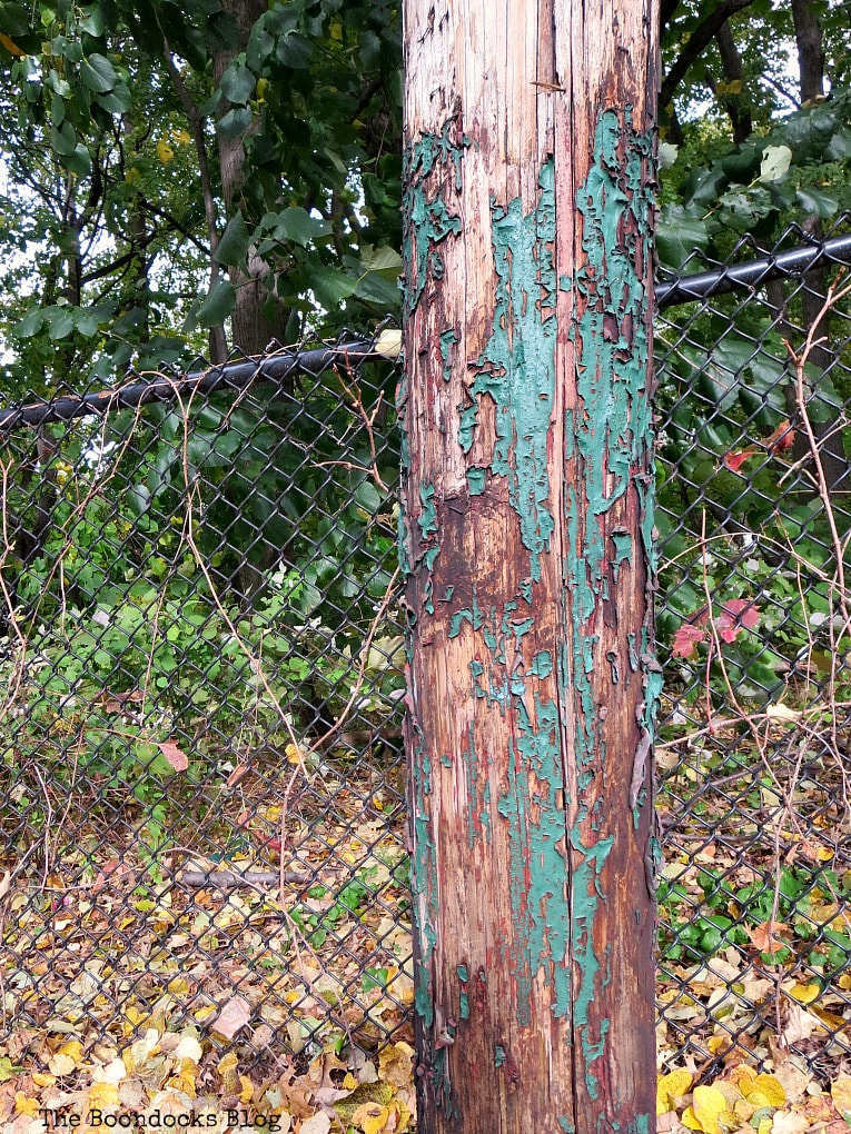 electric pole with peeled paint A Lazy Walk in the Park with the Dog www.theboondocksblog.com